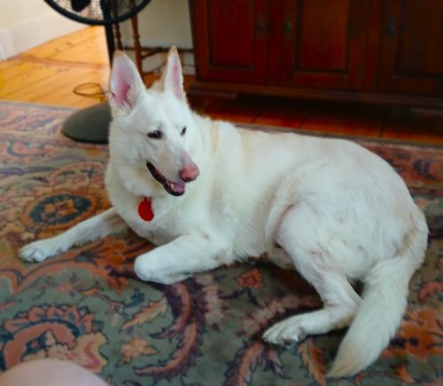 Carley the white Shepherd